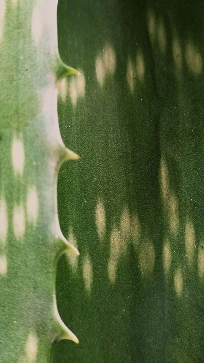 Finexa Brand - logo concept